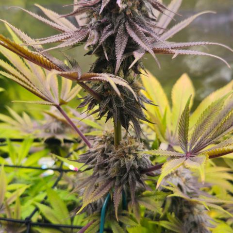 Cherry Poppers 1.1-3 growlog timeline photo