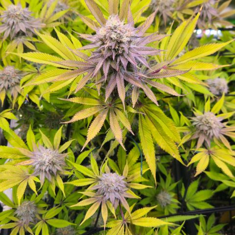Cherry Poppers 1.1-3 growlog timeline photo