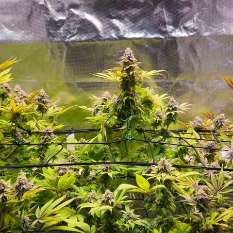 Cherry Poppers 1.1-3 growlog timeline photo