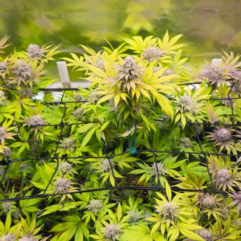 Cherry Poppers 1.1-3 growlog timeline photo