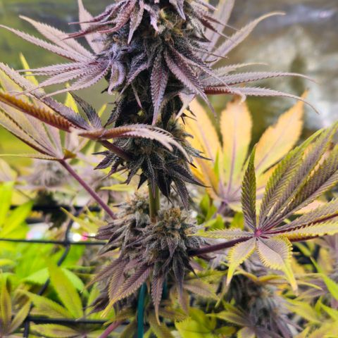 Cherry Poppers 1.1-3 growlog timeline photo