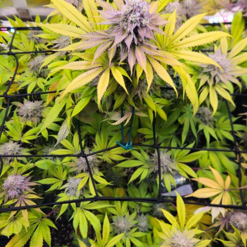 Cherry Poppers 1.1-3 growlog timeline photo