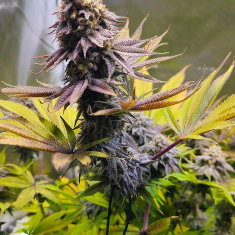 Cherry Poppers 1.1-3 growlog timeline photo