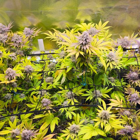 Cherry Poppers 1.1-3 growlog timeline photo