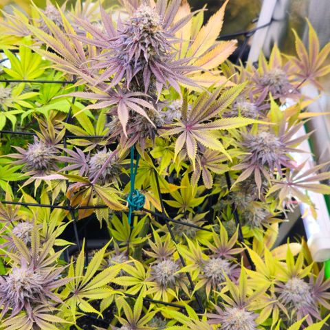 Cherry Poppers 1.1-3 growlog timeline photo