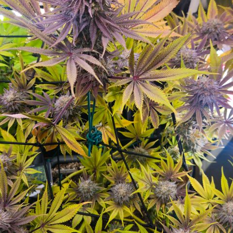 Cherry Poppers 1.1-3 growlog timeline photo