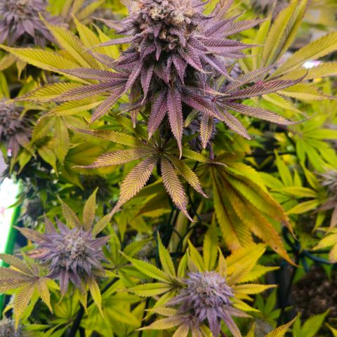 Cherry Poppers 1.1-3 growlog timeline photo