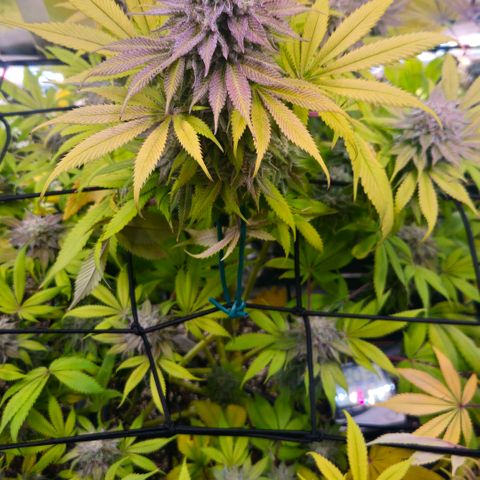 Cherry Poppers 1.1-3 growlog timeline photo