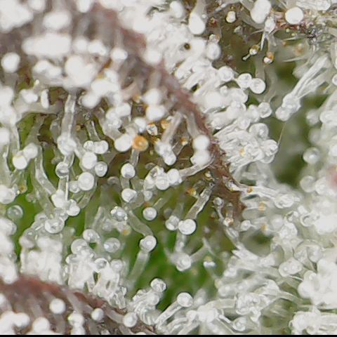 Cherry Poppers 1.1-3 growlog timeline photo