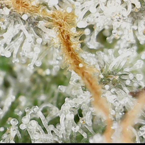 Cherry Poppers 1.1-3 growlog timeline photo