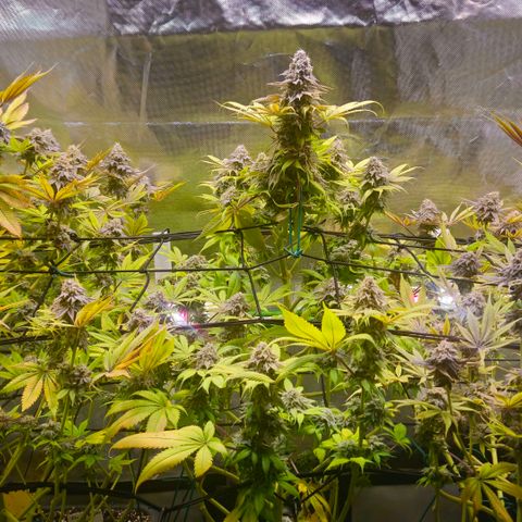Cherry Poppers 1.1-3 growlog timeline photo