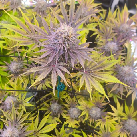 Cherry Poppers 1.1-3 growlog timeline photo