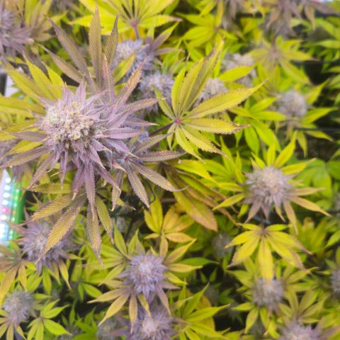 Cherry Poppers 1.1-3 growlog timeline photo