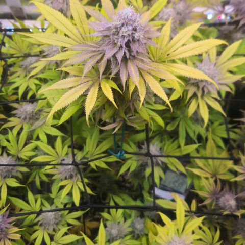 Cherry Poppers 1.1-3 growlog timeline photo