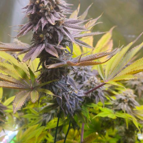 Cherry Poppers 1.1-3 growlog timeline photo