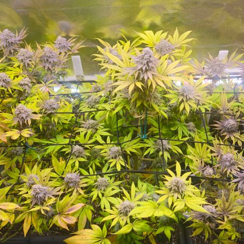 Cherry Poppers 1.1-3 growlog timeline photo