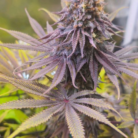 Cherry Poppers 1.1-3 growlog timeline photo