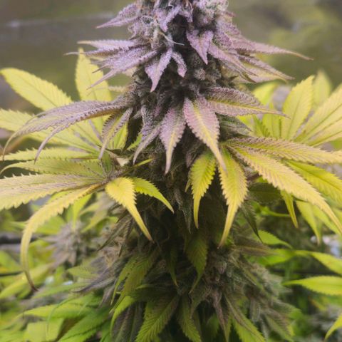Cherry Poppers 1.1-3 growlog timeline photo