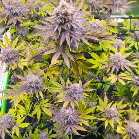 Cherry Poppers 1.1-3 growlog timeline photo