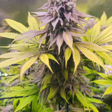 Cherry Poppers 1.1-3 growlog timeline photo