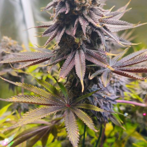 Cherry Poppers 1.1-3 growlog timeline photo