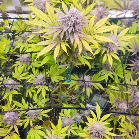 Cherry Poppers 1.1-3 growlog timeline photo