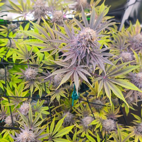 Cherry Poppers 1.1-3 growlog timeline photo