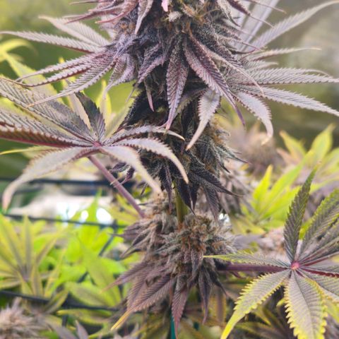 Cherry Poppers 1.1-3 growlog timeline photo