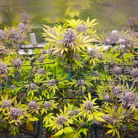 Cherry Poppers 1.1-3 growlog timeline photo