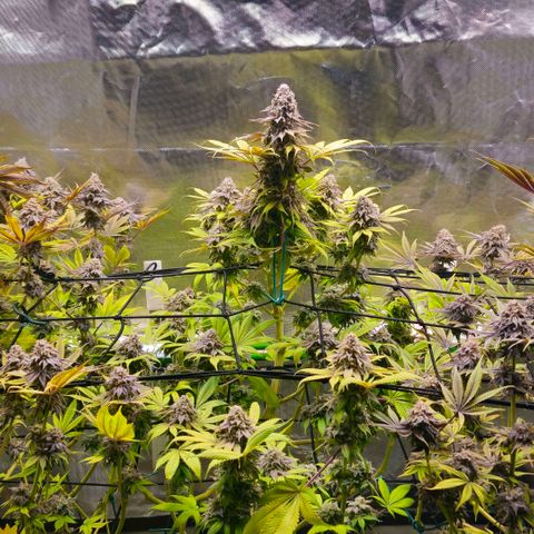 Cherry Poppers 1.1-3 growlog timeline photo