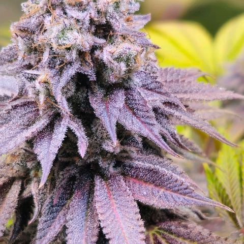 Cherry Poppers 1.1-3 growlog timeline photo