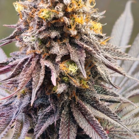 Cherry Poppers 1.1-3 growlog timeline photo