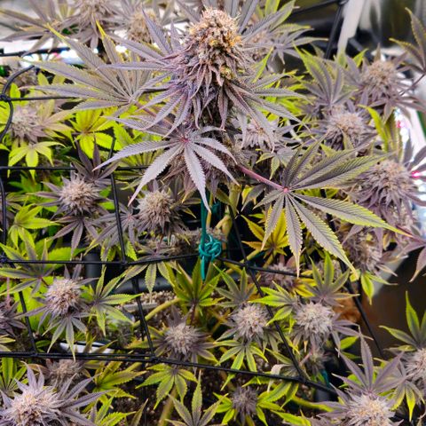 Cherry Poppers 1.1-3 growlog timeline photo