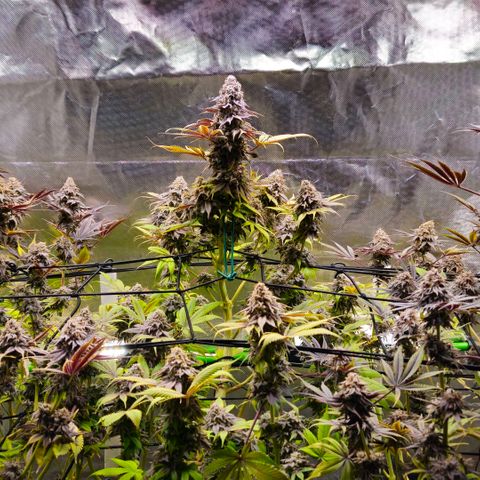 Cherry Poppers 1.1-3 growlog timeline photo