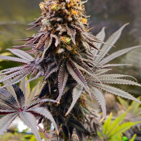 Cherry Poppers 1.1-3 growlog timeline photo