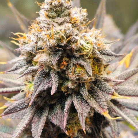 Cherry Poppers 1.1-3 growlog timeline photo
