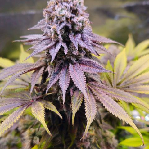 Cherry Poppers 1.1-3 growlog timeline photo