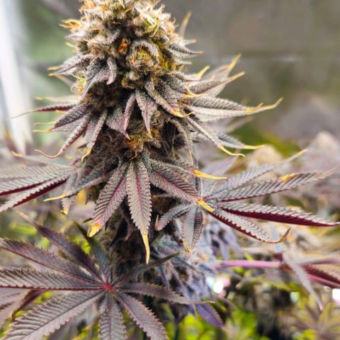 Cherry Poppers 1.1-3 growlog timeline photo
