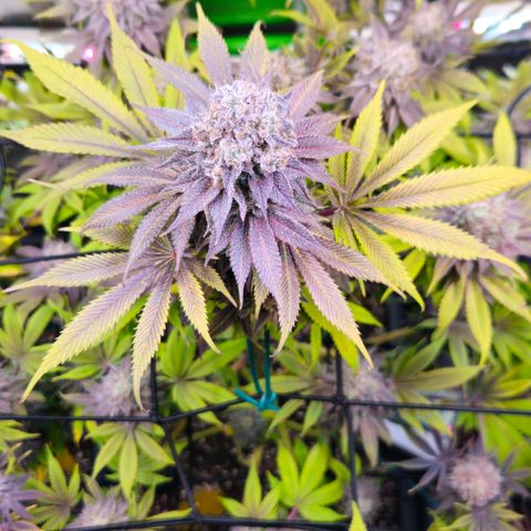 Cherry Poppers 1.1-3 growlog timeline photo
