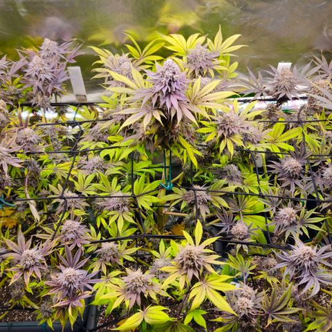 Cherry Poppers 1.1-3 growlog timeline photo