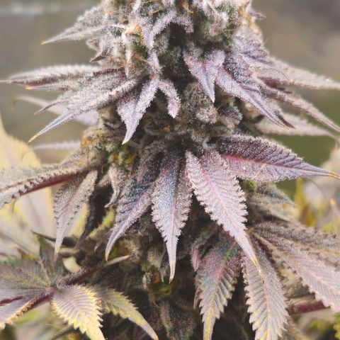 Cherry Poppers 1.1-3 growlog timeline photo