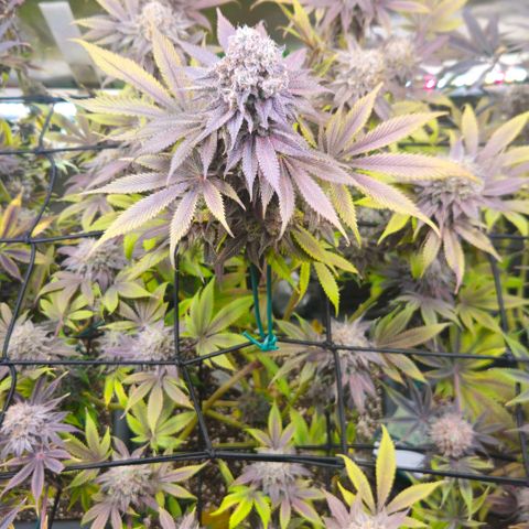 Cherry Poppers 1.1-3 growlog timeline photo