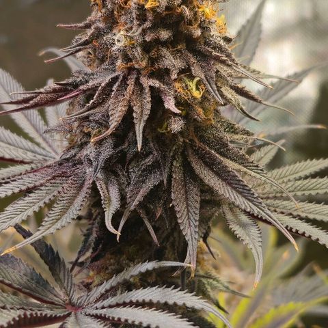 Cherry Poppers 1.1-3 growlog timeline photo