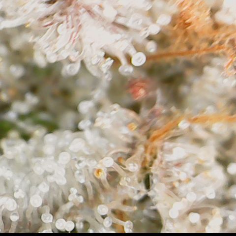 Cherry Poppers 1.1-3 growlog timeline photo