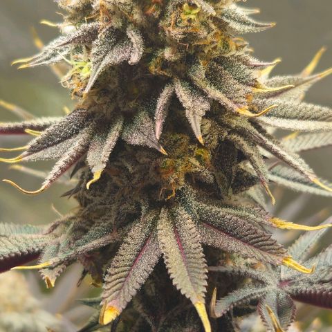 Cherry Poppers 1.1-3 growlog timeline photo