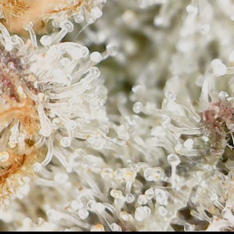 Cherry Poppers 1.1-3 growlog timeline photo