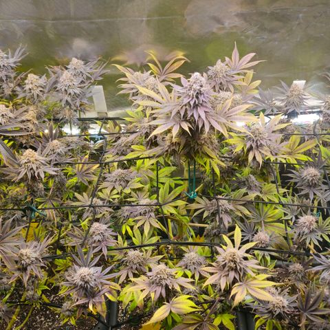 Cherry Poppers 1.1-3 growlog timeline photo