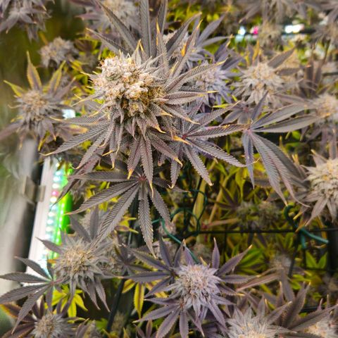 Cherry Poppers 1.1-3 growlog timeline photo