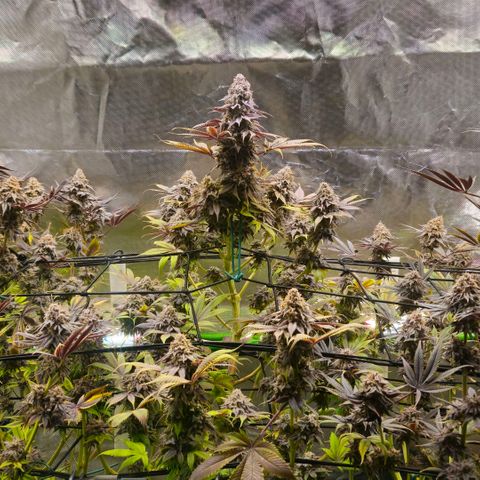 Cherry Poppers 1.1-3 growlog timeline photo
