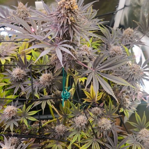 Cherry Poppers 1.1-3 growlog timeline photo
